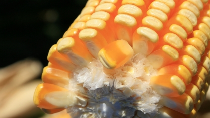 BNDES chancela viabilidade de usinas “flex” com cana e milho