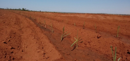 Arroz com feijão bem-feito ganha o reforço de tecnologias de ponta na Biosev