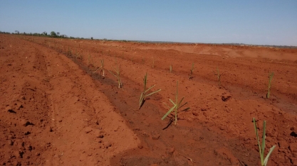 Arroz com feijão bem-feito ganha o reforço de tecnologias de ponta na Biosev