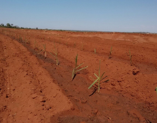 Plantio de MPB na Biosev