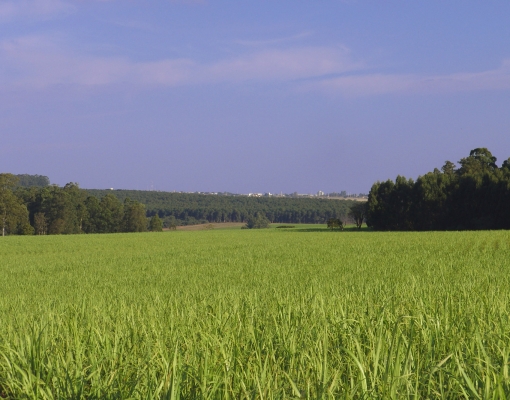 Canaviais mais produtivos