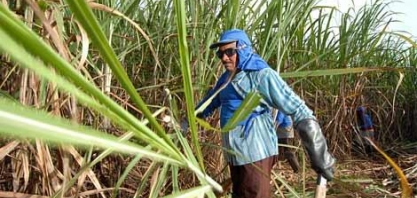 Usinas de cooperativas iniciarão moagem em Joaquim Nabuco e Timbaúba