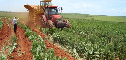 Adubação verde contribui para CerradinhoBio ter cana de três dígitos em pleno Cerrado