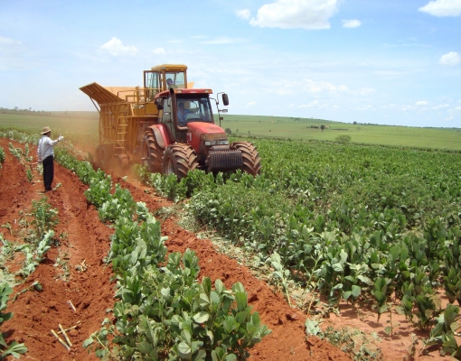 Plantio de cana em área com crotalária