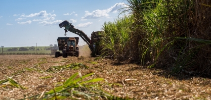Guarani Tereos vai renovar cerca de 20 % dos canaviais