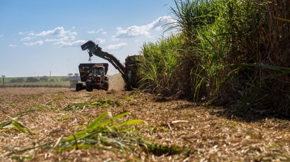 Guarani Tereos vai renovar cerca de 20 % dos canaviais