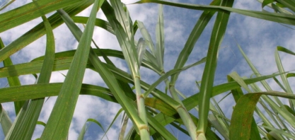 Lucro do Grupo Balbo caiu 82% na safra 2016/17