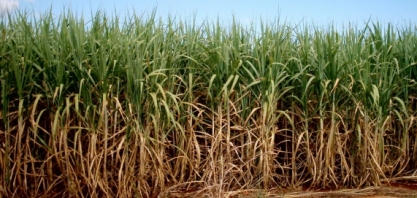 Grupo Especial de Combate à Sonegação vai investigar crimes de usinas em AL