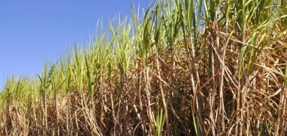 BTG vê governo pró-etanol e recomenda compra de ação da São Martinho