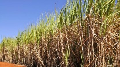 BTG vê governo pró-etanol e recomenda compra de ação da São Martinho