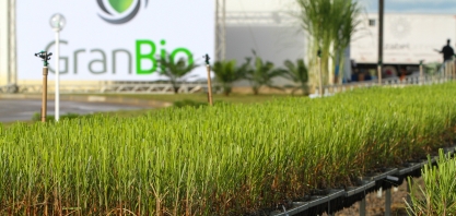 GranBio recebe proteção de duas cultivares de cana energia
