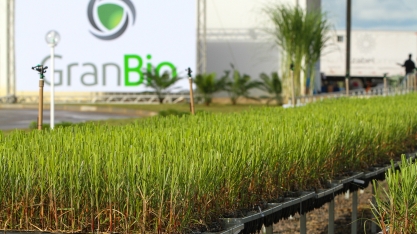GranBio recebe proteção de duas cultivares de cana energia