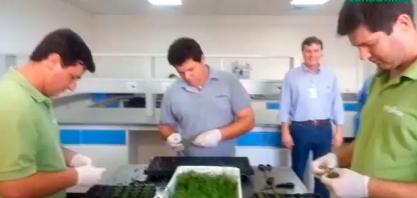 Preparação do material para a fase de aclimatação Biofábrica da Syngenta