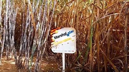 DOS 90 MIL HECTARES DA AGROTERENAS, 70% POSSUI INFESTAÇÕES DE NEMATÓIDES COM NÍVEIS MÉDIOS E ALTOS