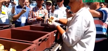 CURSO DE MPB DO IAC 4 -- Acondicionamento na caixa de brotação