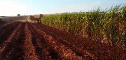GRUPO COLOMBO: PLANTIO SEMI-MECANIZADO DE MEIOSI UTILIZANDO UMA COLHEDORA DE CANA INTEIRA