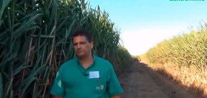 USINA SERESTA INVESTE NO DESENVOLVIMENTO DA CANA MISTA -- CONVENCIONAL/ENERGIA