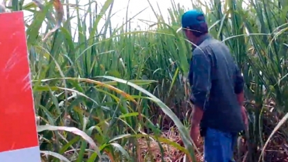 Capim Massambará deixa de ser problema na Usina da Pedra