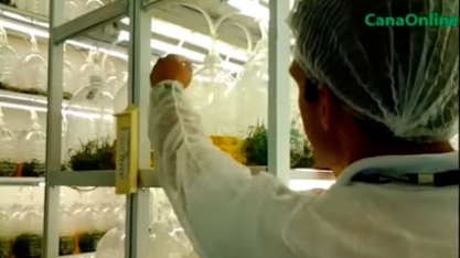 Bio reator de Imersão Temporária - Biofábrica da Syngenta