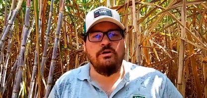 DIFERENÇA ENTRE UM CANAVIAL TRATADO COM NEMATICIDA É VISÍVEL A OLHO NÚ