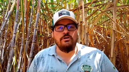 DIFERENÇA ENTRE UM CANAVIAL TRATADO COM NEMATICIDA É VISÍVEL A OLHO NÚ