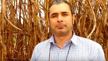 QUAIS AS VANTAGENS DO SORGO BIOMASSA