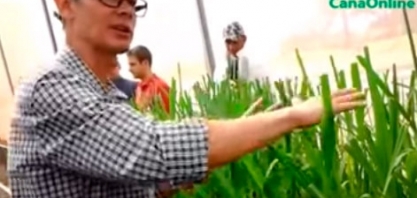 CURSO DE MPB DO IAC 9 -- Aclimatação fase 2