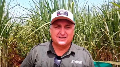 MESMO SOB 750 MM DE CHUVA, APLICAÇÃO DO HERBICIDA STONE EM CANA PLANTA ENTREGOU GRANDES RESULTADOS