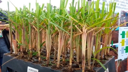 EXPERIMENTO DE PLANTIO DE MPB EM PLANTIO DIRETO E CULTIVO MÍNIMO