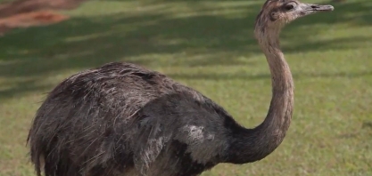 Energia Social para Sustentabilidade Local | Parque das Emas