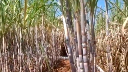 DIA DE CAMPO DA SYNGENTA APRESENTA RESULTADOS COM PLENE PB