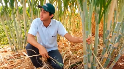 AGMUSA EM MEIOSE COM AMENDOIM