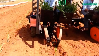 PLANTIO MECANIZADO DO PLENE PB