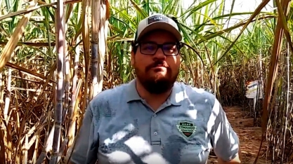 FECHAMENTO COMPLETO DA ENTRELINHA NA USINA SANTA FÉ SÓ FOI POSSÍVEL APÓS TRATAMENTO COM NEMATICIDA