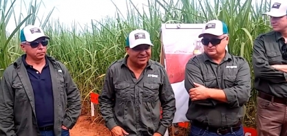 Usina Ibéria consegue retomar área anteriormente condenada devido a presença de daninhas