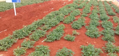 BENEFÍCIOS DA MEIOSI SÃO DESTAQUE NA AGRISHOW 2016