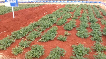 BENEFÍCIOS DA MEIOSI SÃO DESTAQUE NA AGRISHOW 2016