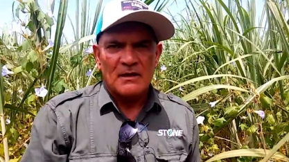 USINA IBÉRIA SOLUCIONA PROBLEMA DE ÁREA INFESTADA POR FEDEGOSO
