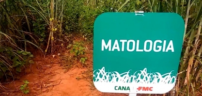 CONFIRA UM COMPARATIVO ENTRE UMA ÁREA, INFESTADA POR DANINHAS, E OUTRA, LOGO AO LADO, LIMPA E SADIA