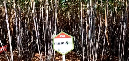 QUARTZO É UMA EVOLUÇÃO DO JÁ CONSAGRADO NEMATICIDA NEMIX, DA FMC
