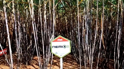QUARTZO É UMA EVOLUÇÃO DO JÁ CONSAGRADO NEMATICIDA NEMIX, DA FMC