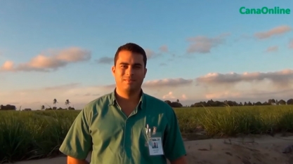 NA USINA SERESTA TEM ATÉ FERTI-IRRIGAÇÃO POR GOTEJO