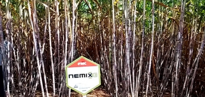 USINA SANTA TEREZINHA INICIA PRIMEIRA APLICAÇÃO COM UM NEMATICIDA BIOLÓGICO