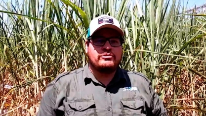 CONFIRA UM CANAVIAL DESTRUÍDO DEVIDO A FALTA DE CONTROLE DE PLANTAS DANINHAS