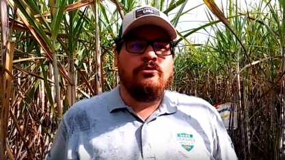 NÚMERO DE FALHAS EM CANAVIAL NÃO TRATADO COM NEMATICIDAS É GRITANTE