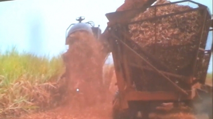 CONFIRA VÍDEO DE RECOLHIMENTO DE PALHA NA USINA PITANGUEIRAS