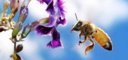 Resultados de pesquisa Colmeia Viva® apontam para uso incorreto de defensivo em cana