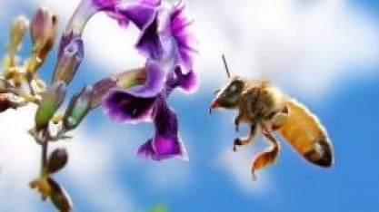 Resultados de pesquisa Colmeia Viva® apontam para uso incorreto de defensivo em cana