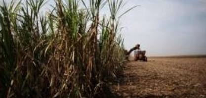 Quase 40% das usinas de açúcar do CS devem encerrar safra em outubro, diz Unica