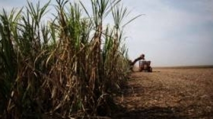 Quase 40% das usinas de açúcar do CS devem encerrar safra em outubro, diz Unica